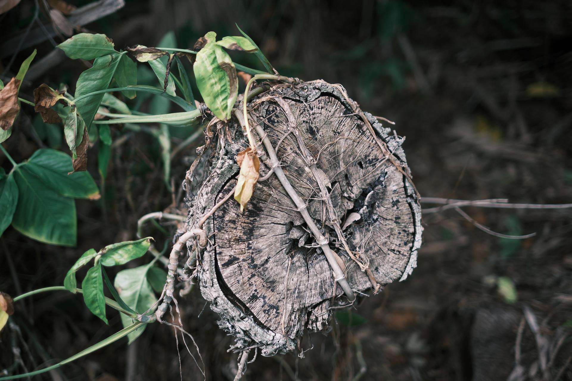 Jungle Stump