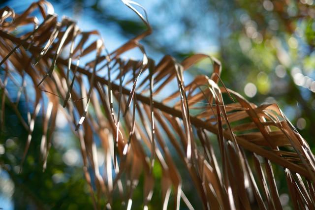 Frond Web